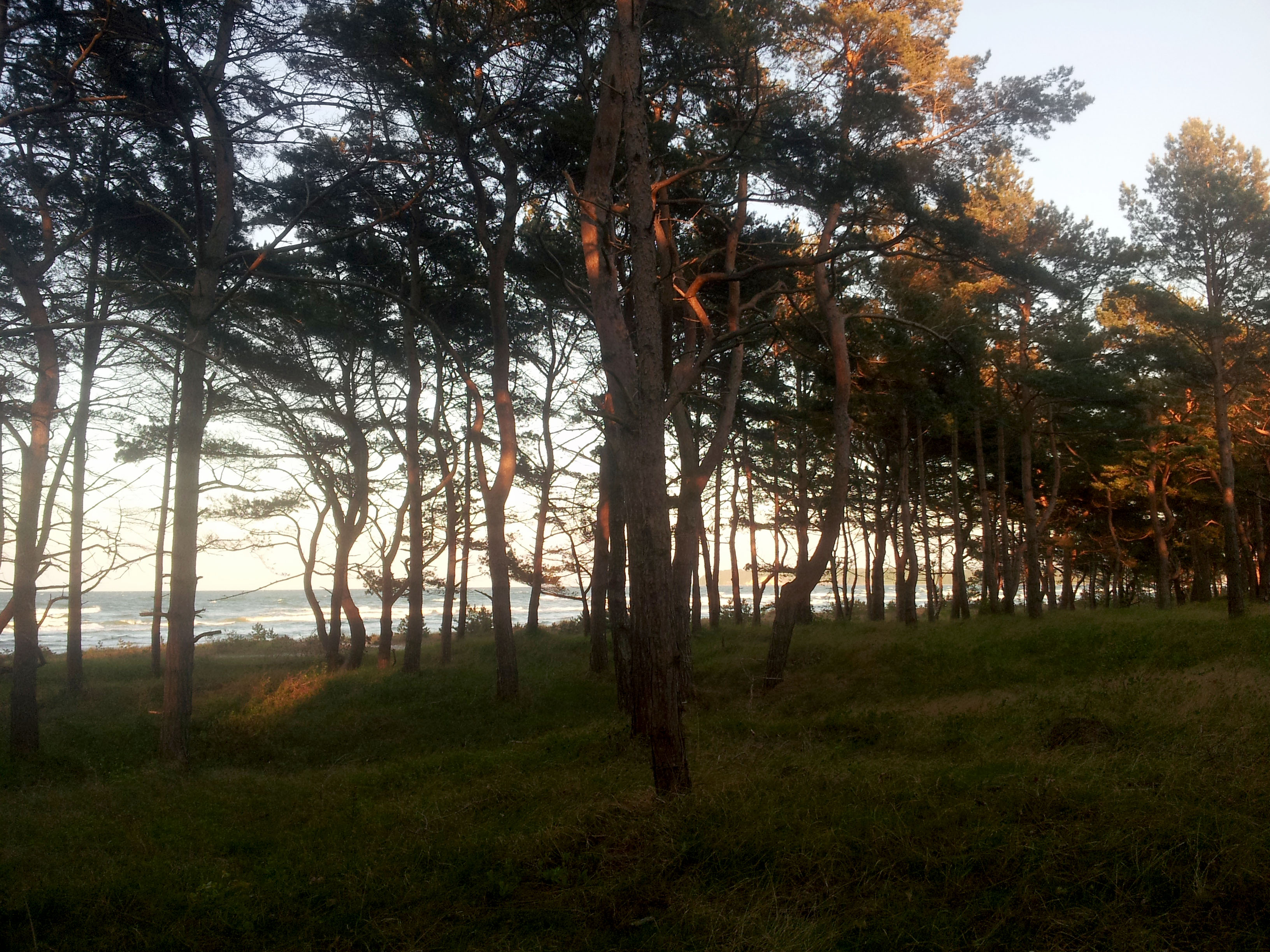 Kieferwäldchen zwischen Strand und Wohnblcok