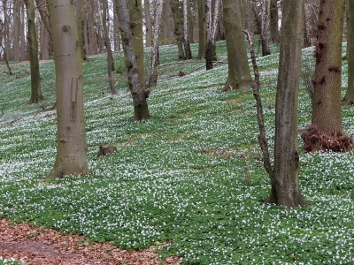 Frühling im Wald