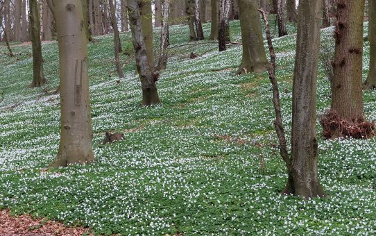 11. Rügener Wanderfrühling